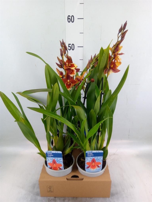 <h4>xColmanara   ...</h4>