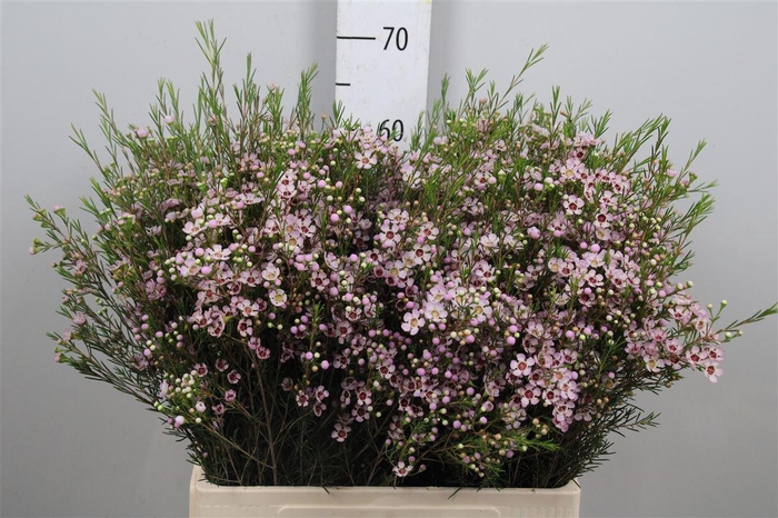 <h4>Chame Un Early Nir</h4>