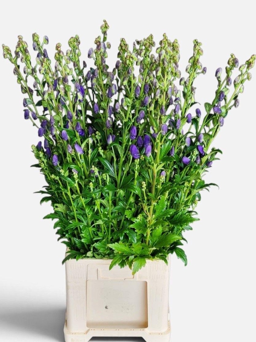 <h4>Aconitum Arendsii Warmerdam</h4>