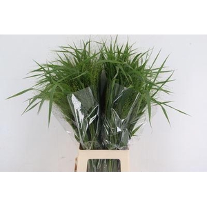 PANICUM   ...