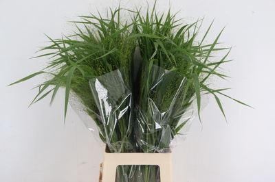 <h4>PANICUM   ...</h4>
