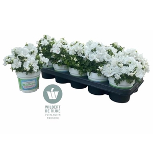 !! PROMO !! SCHIZ ATLANTIS WHITE P12