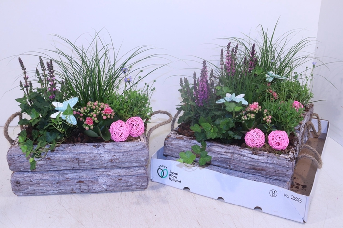 <h4>ARR TUINPLANTEN</h4>