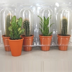 364 Rozenpot soloblister cac 6,5 cm