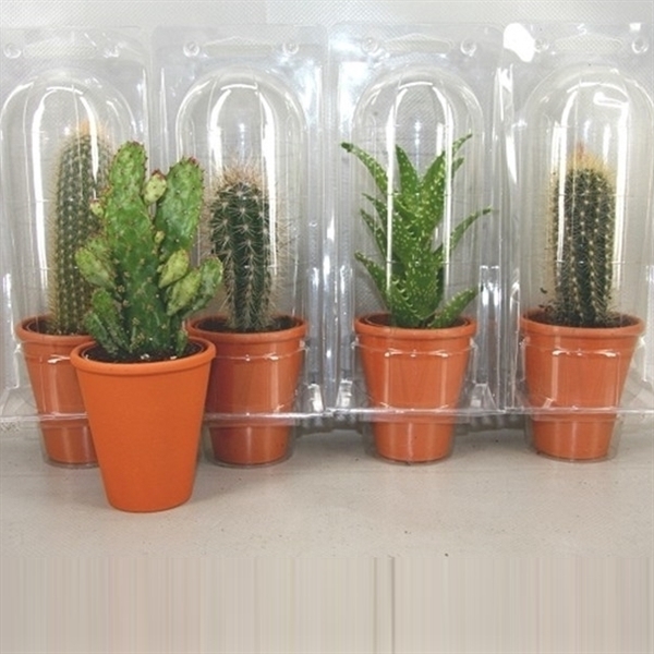 <h4>364 Rozenpot soloblister cac 6,5 cm</h4>