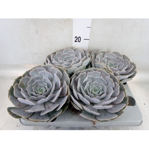 Echeveria  'Pollux'