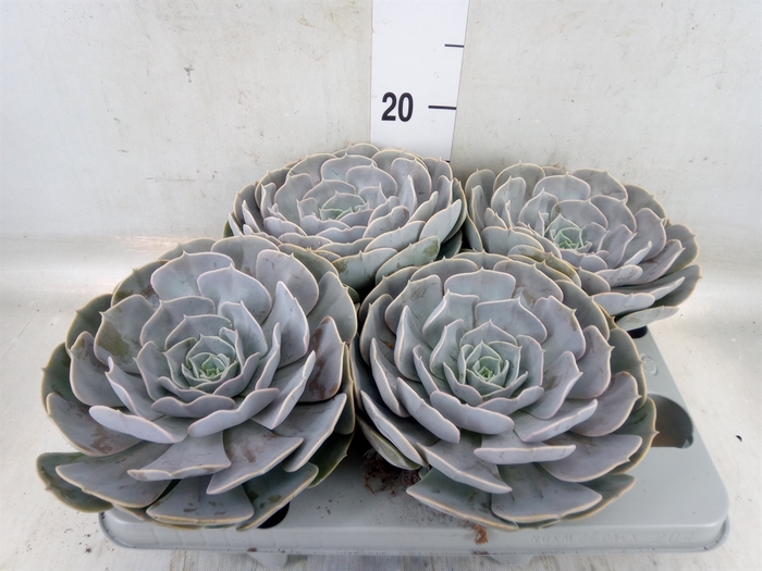 <h4>Echeveria  'Pollux'</h4>