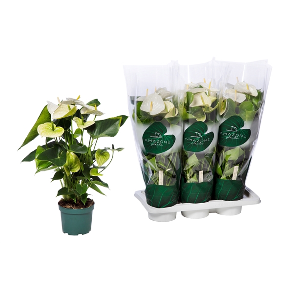 <h4>Anthurium (Andreanum Grp) Samora</h4>