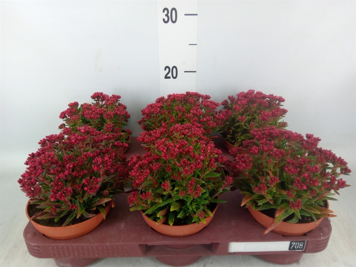 <h4>Crassula schmidtii</h4>