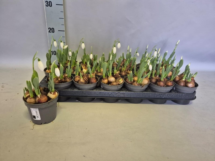 <h4>GALANTHUS HIPPOLYTA</h4>