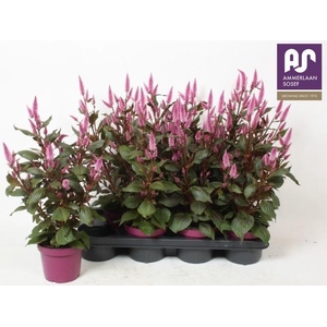Cel Wild Pink