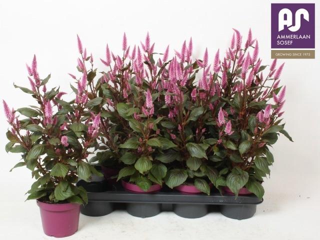 <h4>CEL WILD PINK</h4>