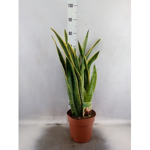 Sansevieria trifa. 'Laurentii'