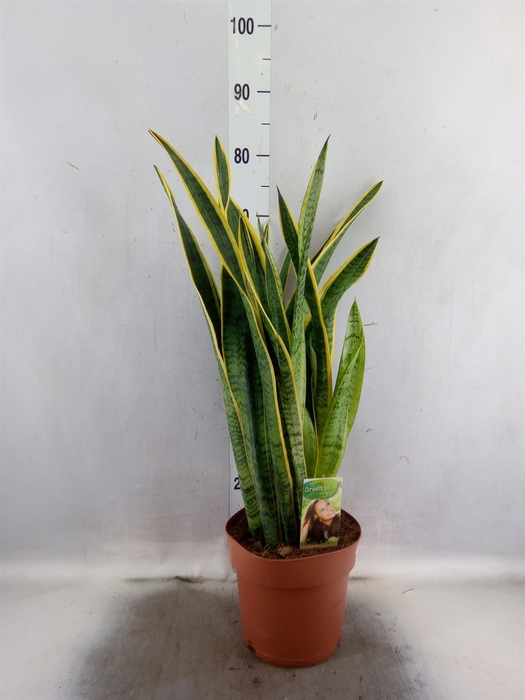 <h4>Sansevieria trifa. 'Laurentii'</h4>