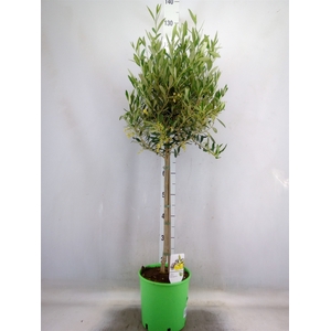 Olea europaea