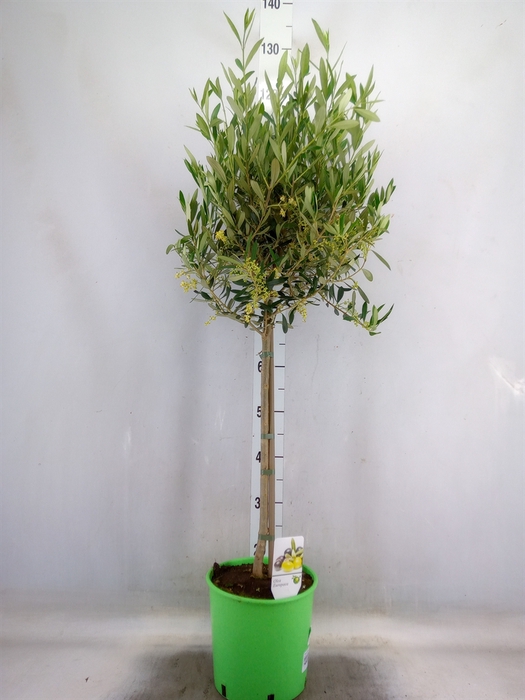 <h4>Olea europaea</h4>