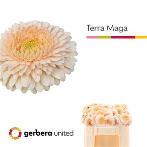 GE MI POM TERRA MAGA