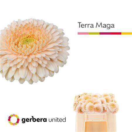 <h4>GE MI POM TERRA MAGA</h4>