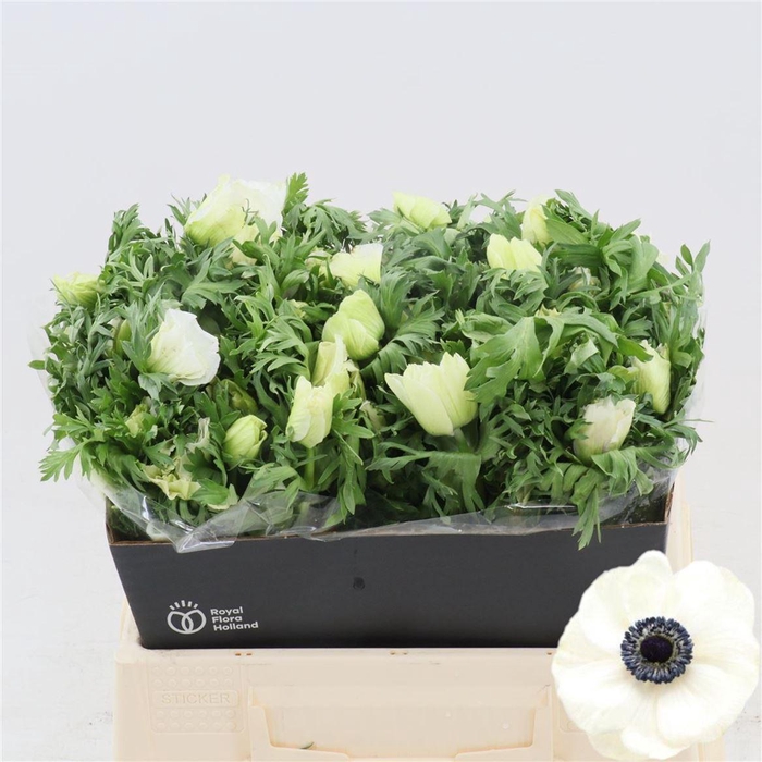 <h4>Anemone Galil Wit</h4>