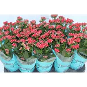 KALANCHOE DOBRADO P11 VERMELHO