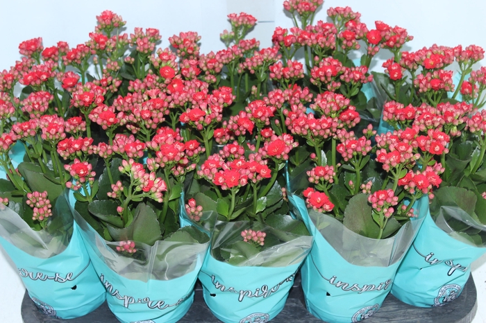 <h4>KALANCHOE DOBRADO P11 VERMELHO</h4>