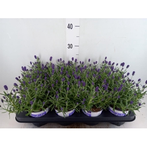 Lavandula angus. 'Hidcote'