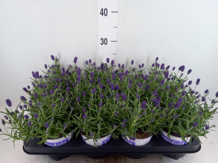 <h4>Lavandula angus. 'Hidcote'</h4>