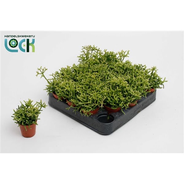 <h4>Rhipsalis Heteroclada</h4>