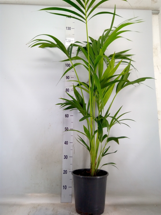 <h4>Howea forsteriana</h4>