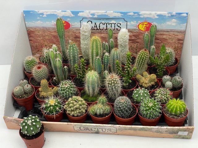 <h4>CACTUS GEM</h4>