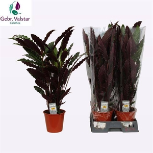 Calathea Rufibarba Wavestar 19Ø 80cm