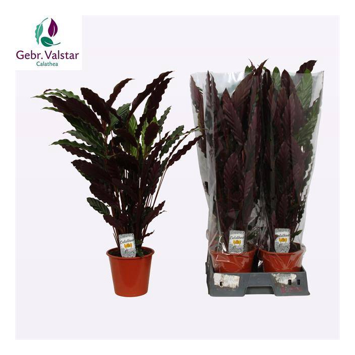 <h4>Calathea Rufibarba Wavestar 19Ø 80cm</h4>