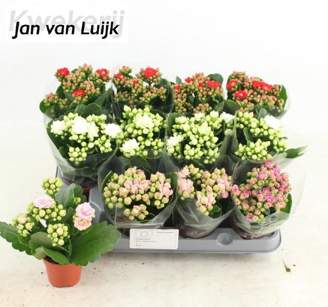 <h4>KAL GE GEM 4 KL</h4>