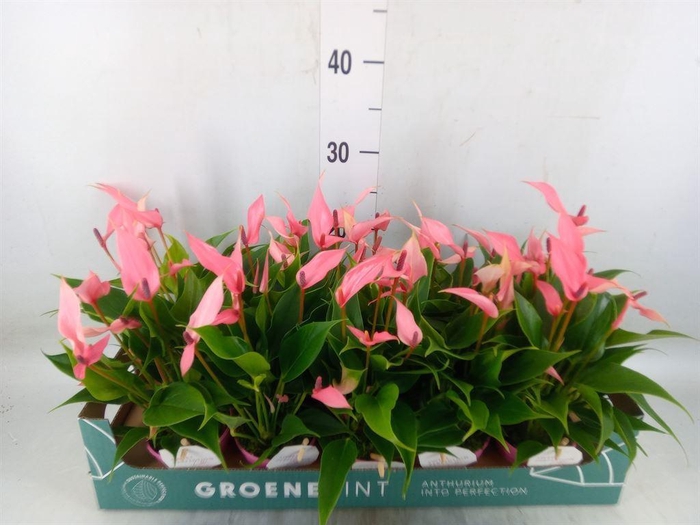 <h4>Anthurium andr. 'Lilli'</h4>