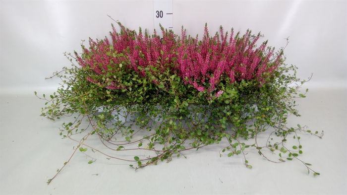 <h4>Calluna vulg. 'Beauty L Sylke'</h4>