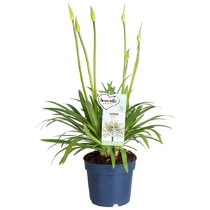Agapanthus Amourette Superb White