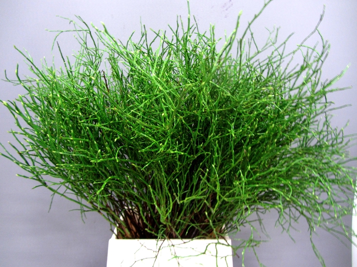 <h4>VACC MYRTILLUS BS</h4>