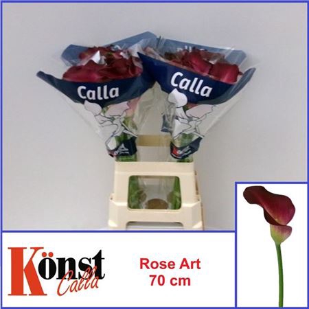 Zant Rose Art 70cm
