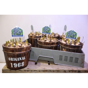 arr8 Arr Muscari In Houten Ton