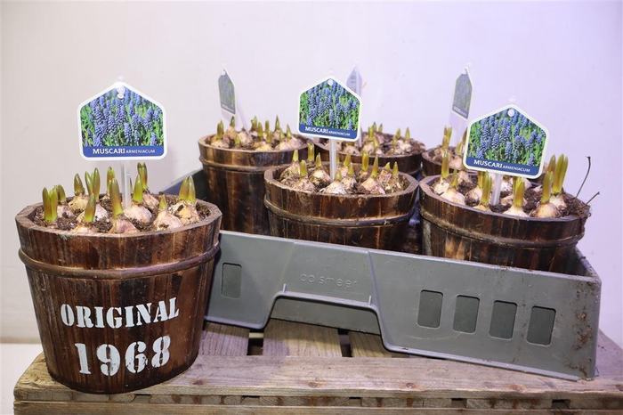<h4>Arr Muscari In Houten Ton</h4>