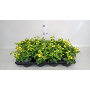 Lantana camara 'Evita Yellow'