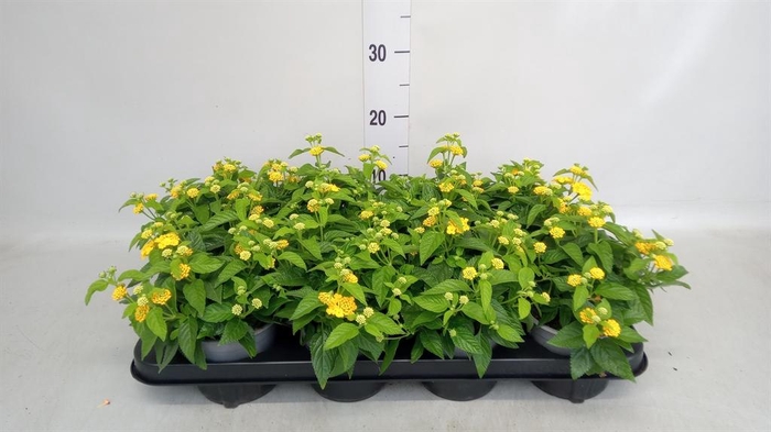 <h4>Lantana camara 'Evita Yellow'</h4>