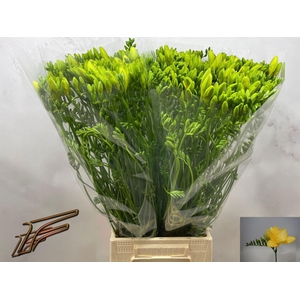 Freesia enk Dukaat