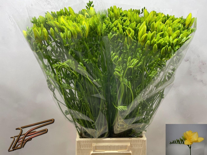 <h4>Freesia enk Dukaat</h4>