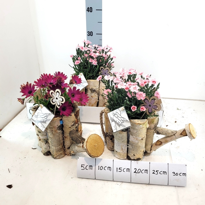 <h4>ARR TUINPLANTEN</h4>
