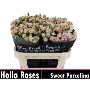 R Tr Sweet Porcelina