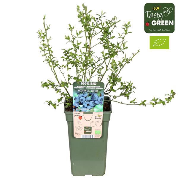 <h4>Vaccinium corymbosum 'Bluecrop' Bio P19</h4>