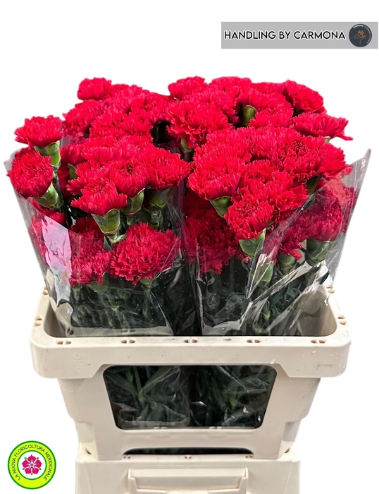 <h4>DI ST ARONA</h4>