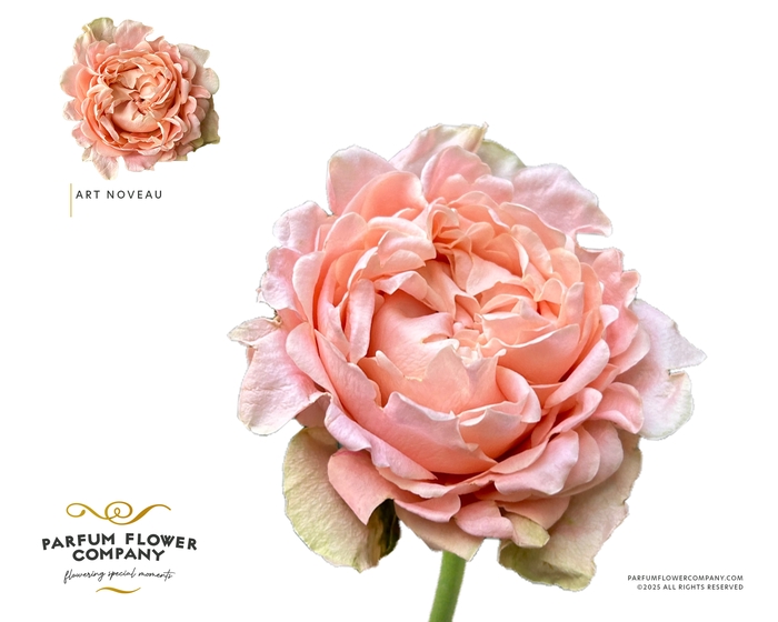 <h4>Rosa Garden Art Noveau</h4>