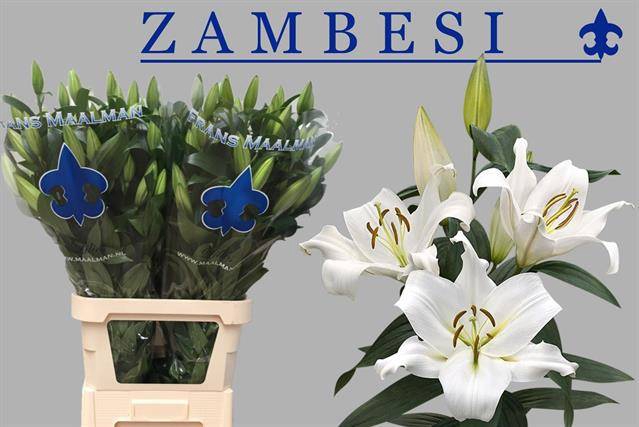 <h4>LI OT ZAMBESI 65+</h4>
